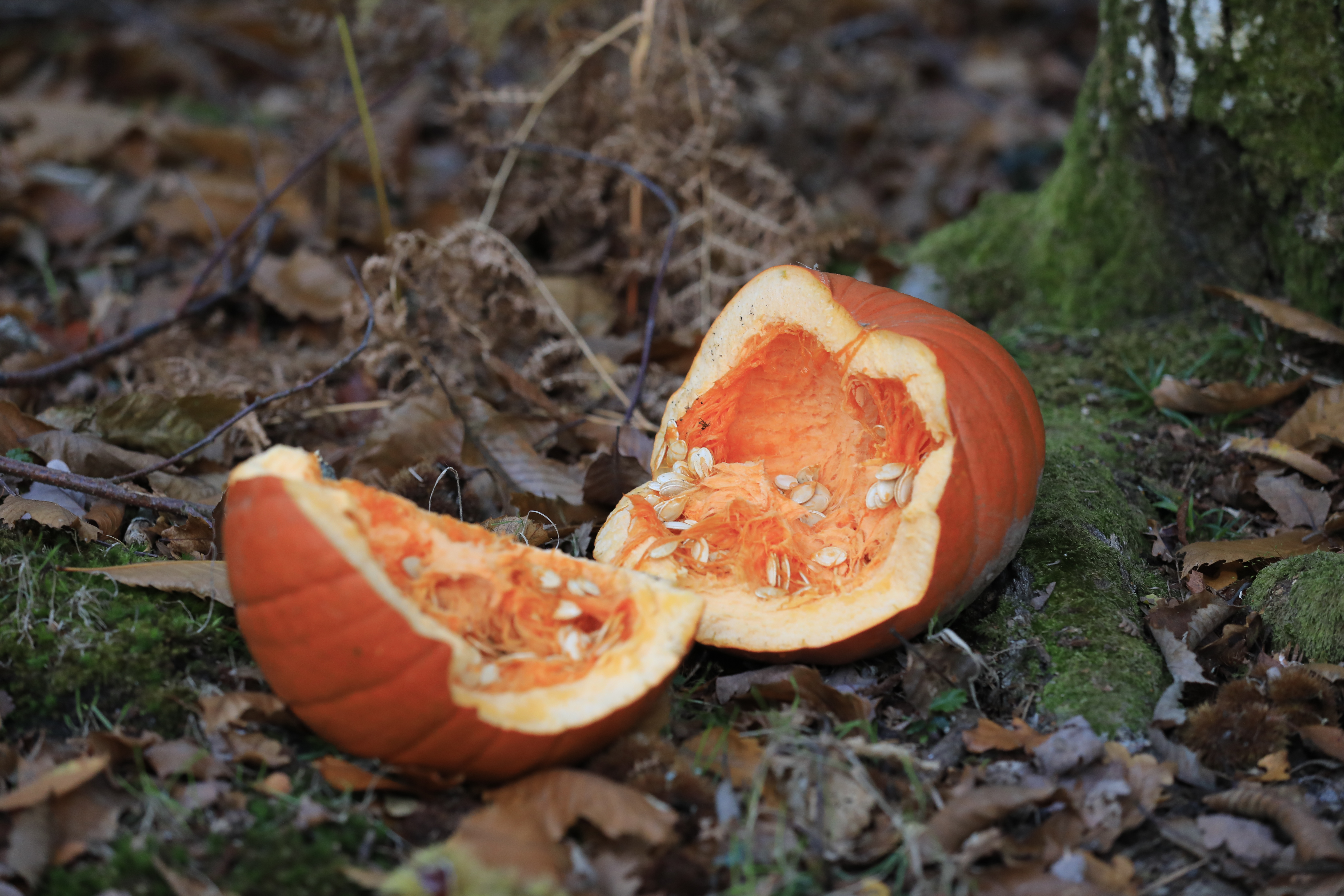 Dumping pumpkins in the woods is bad for wildlife says Forestry